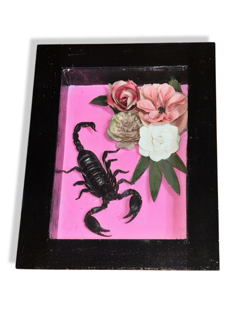 Black Scorpion Shadow Box Art with Pink Floral Backing